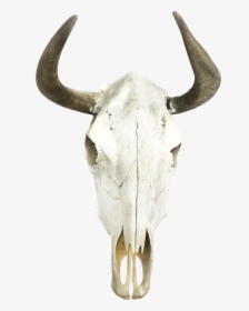 Boho Cow Skull Wall Decor Moose - Skull, HD Png Download, Transparent PNG