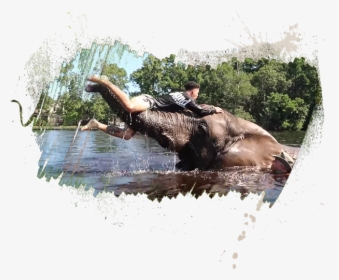 Water Buffalo, HD Png Download, Transparent PNG