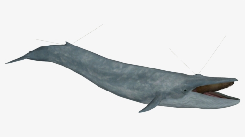 Blue Whale Model - Common Bottlenose Dolphin, HD Png Download, Transparent PNG
