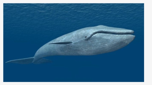 Blue Whale, HD Png Download, Transparent PNG