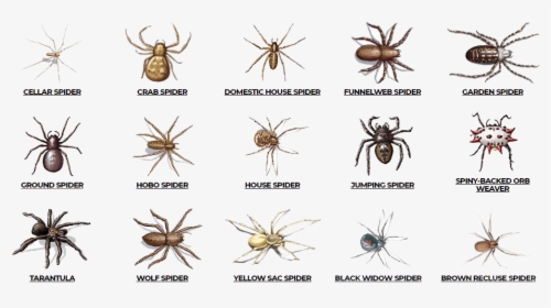 Check Here Are Various Types Of Spiders Such As Cellar - Poisonous Spiders In Alabama, HD Png Download, Transparent PNG