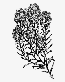 Symmetry,monochrome Photography,petal - Black And White Herb, HD Png Download, Transparent PNG