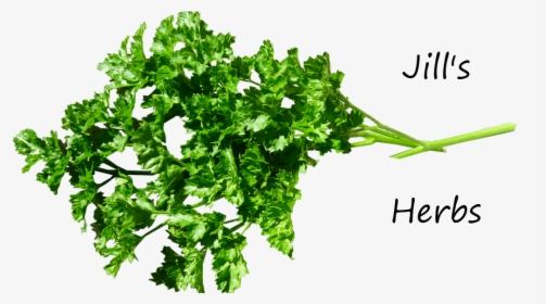 Parsley Herb - Pure Herbs, HD Png Download, Transparent PNG