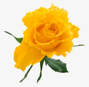 Yellow Rose Clip Art Free - Yellow Rose On Transparent Background, HD Png Download, Transparent PNG