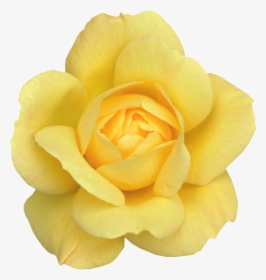 Yellow Rose , Png Download - Transparent Transparent Background Yellow Rose, Png Download, Transparent PNG