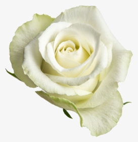 White Open Roses Png, Transparent Png, Transparent PNG