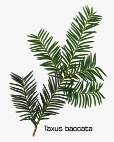 Taxus Baccata Twig - Fir Leaf, HD Png Download, Transparent PNG