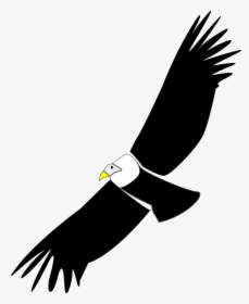Bald Eagle,accipitridae,sea Eagle - Condor Clip Art, HD Png Download, Transparent PNG