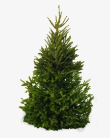 Fir Tree Png Image - Pine Tree White Background, Transparent Png, Transparent PNG