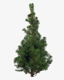 Artificial Christmas Tree Png Pic - Scots Pine Christmas Tree, Transparent Png, Transparent PNG