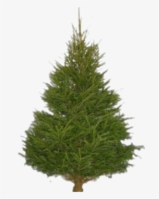 Fir Tree Png Images - Asda Real Christmas Tree, Transparent Png, Transparent PNG