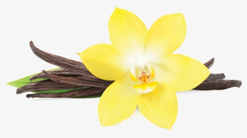 Vanilla Png Pluspng - Vanilla Flower Picture Transparent, Png Download, Transparent PNG