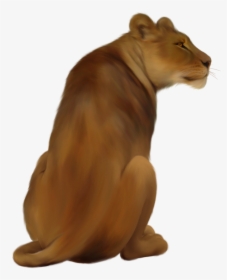 Lioness Png Pic - Png Lioness, Transparent Png, Transparent PNG