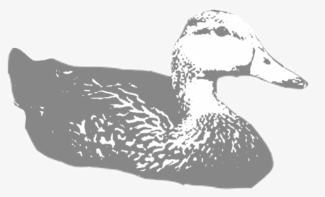 Molted-duck - Mallard, HD Png Download, Transparent PNG