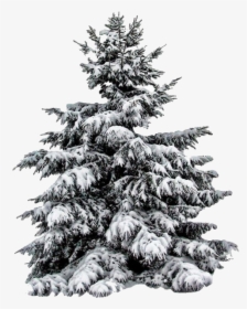 Kerstboom Met Witte Achtergrond, HD Png Download, Transparent PNG
