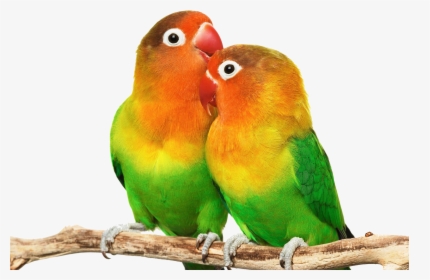 Love Birds Photos Download, HD Png Download, Transparent PNG