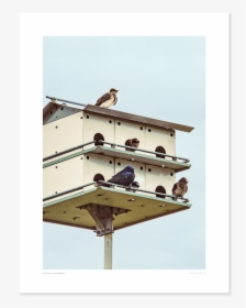 Main Hotel For Birds - Pigeons And Doves, HD Png Download, Transparent PNG