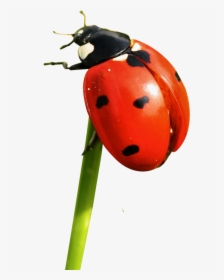 Ladybug Png Image - Ladybug Png, Transparent Png, Transparent PNG