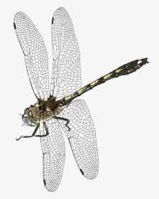 Download Dragonfly Transparent Background - Dragonfly Transparent, HD Png Download, Transparent PNG