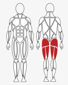 Active Muscles For Hip Extension, David Health Solutions - Illustration, HD Png Download, Transparent PNG