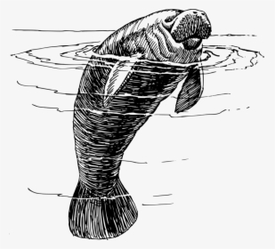 Line Art,coloring Book,fish - Manatee Black And White, HD Png Download, Transparent PNG