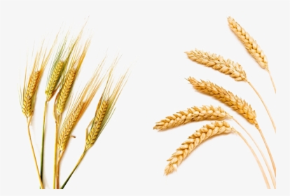 Barley Png Picture - Wheat Barley, Transparent Png, Transparent PNG