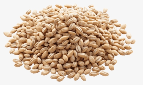 Barley Png Image - Grain Barley Png, Transparent Png, Transparent PNG