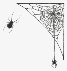 Spider Web, HD Png Download, Transparent PNG