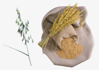 Wheat Png - Мешок Пшеница На Прозрачном Фоне, Transparent Png, Transparent PNG