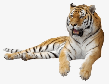Tiger Png Clipart Picture - Tiger Transparent Background Png, Png Download, Transparent PNG