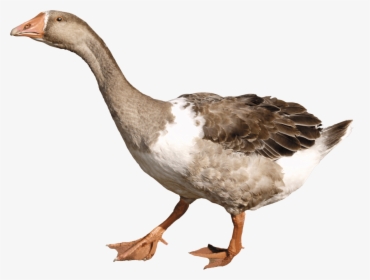 Goose Png, Transparent Png, Transparent PNG