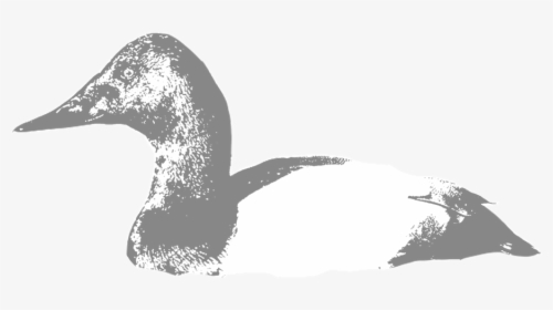 Canvasback - Seaduck, HD Png Download, Transparent PNG