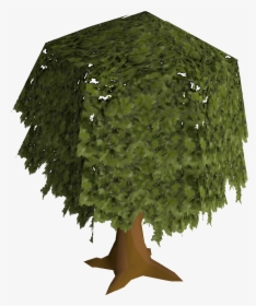 Old School Runescape Wiki - Tree, HD Png Download, Transparent PNG