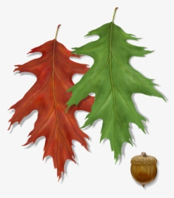 Northern Red Oak Leaf With Acorn, HD Png Download, Transparent PNG