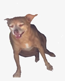 Dog Yawns , Png Download - Chihuahua, Transparent Png, Transparent PNG