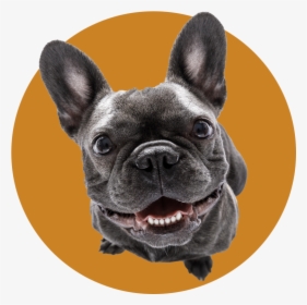 Dog, HD Png Download, Transparent PNG