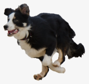 Dog Running Transparent Background, HD Png Download, Transparent PNG
