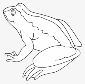 Frog Black And White Frog Clipart Black And White - Frog Outline Black And White Clipart, HD Png Download, Transparent PNG