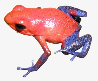 Poison Dart Frog Clipart Transparent Background - Strawberry Poison Dart Frog Transparent Background, HD Png Download, Transparent PNG