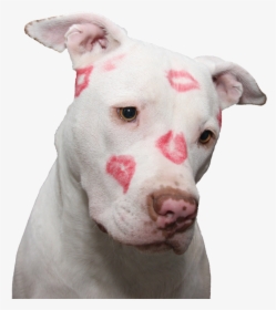 #puppy #dog #love #kiss #kisses #cute #doggo #pupper - American Pit Bull Terrier, HD Png Download, Transparent PNG