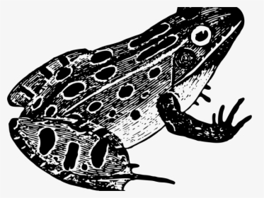 Transparent Froglet Clipart - Frog In Black And White, HD Png Download, Transparent PNG