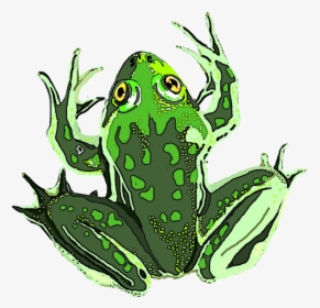 Paradox Frog Clipart , Png Download, Transparent Png, Transparent PNG