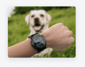 Photo Of Garmin Watch With A Dog - Labrador Retriever, HD Png Download, Transparent PNG