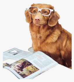 #smart #doggo - Smart Doggo, HD Png Download, Transparent PNG