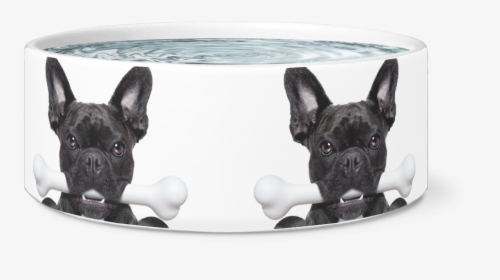 Frenchie With A Bone Dog Bowl - French Bulldog, HD Png Download, Transparent PNG
