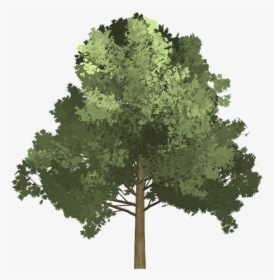 #arbol #naturaleza #verde #paisaje #zeezii88 @zeezii88 - Tree Illustration Png, Transparent Png, Transparent PNG