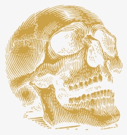 Skull, HD Png Download, Transparent PNG