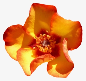 Yellow Rose Flower Top View Png Image - Flower Top View, Transparent Png, Transparent PNG