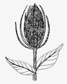 Botany,plant,flower - Illustration, HD Png Download, Transparent PNG