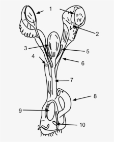 Female Platypus Reproductive System, HD Png Download, Transparent PNG